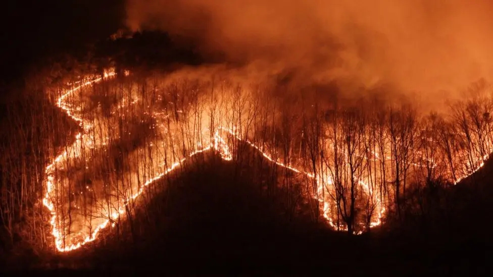 kebakaran hutan korea selatan